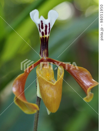 パフィオペディルム・グラトリキシアナム Paphiopedilum gratrixianum パフィオペディルム・グラトリキシアナム Paphiopedilum gratrixianum 98051950