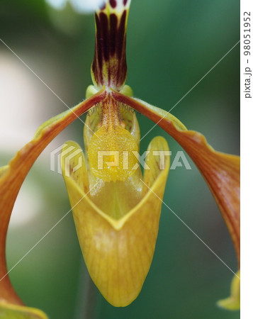 パフィオペディルム・グラトリキシアナム Paphiopedilum gratrixianum 　 98051952