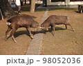 鹿の喧嘩 in奈良公園 98052036