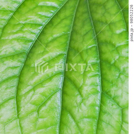 Close-up tropical fresh green leaf with show detail of rib and veins on greenery background 98052226