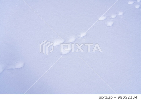 【冬素材】雪上についたウサギの足跡【長野県】 98052334