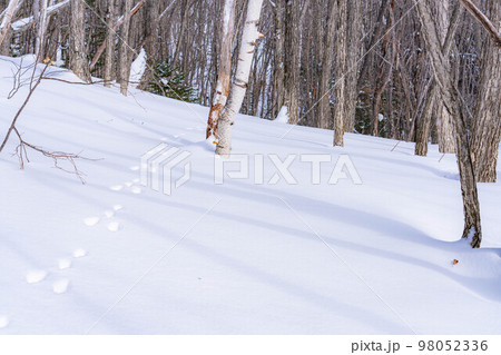 【冬素材】雪上についたウサギの足跡【長野県】 98052336