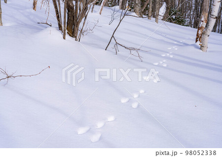 【冬素材】雪上についたウサギの足跡【長野県】 98052338