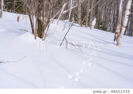 【冬素材】雪上についたウサギの足跡【長野県】 98052339