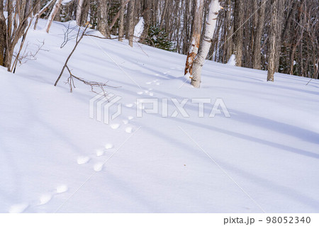 【冬素材】雪上についたウサギの足跡【長野県】 98052340
