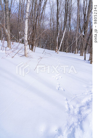 【冬素材】雪上についたウサギの足跡【長野県】 98052341