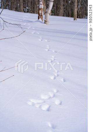 【冬素材】雪上についたウサギの足跡【長野県】 98052343