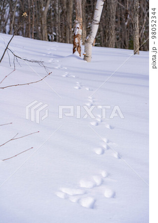 【冬素材】雪上についたウサギの足跡【長野県】 98052344