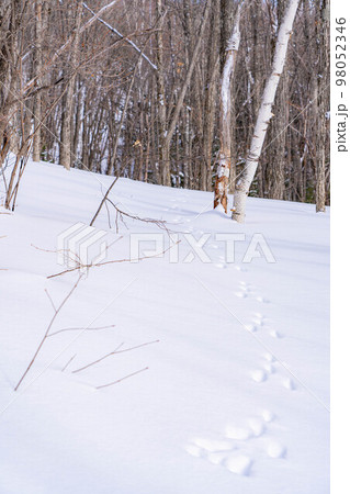 【冬素材】雪上についたウサギの足跡【長野県】 98052346