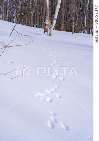【冬素材】雪上についたウサギの足跡【長野県】 98052347