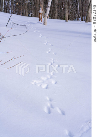 【冬素材】雪上についたウサギの足跡【長野県】 98052348