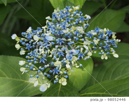 ジョウザンの花　学名：Dichroa febrifuga 98052446