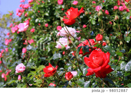 バラの花 バラの花 98052887