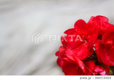 Defocus closeup red flower on white background. Autumn flower design.With copy space. Red roses and heart shape ornaments on white background. Out of focus Defocus closeup red flower on white background. Autumn flower design.With copy space. Red roses and heart shape ornaments on white background. Out of focus 98053004