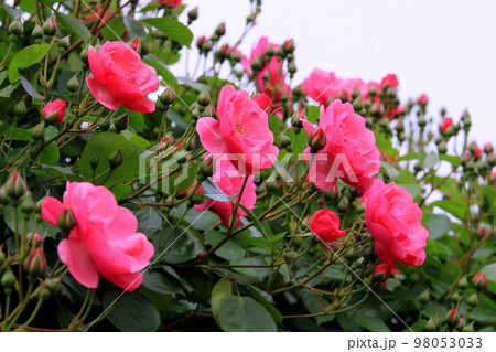 バラの花 バラの花 98053033