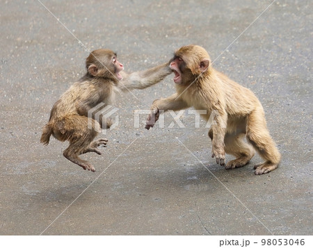 ケンカをするニホンザルの子供 98053046