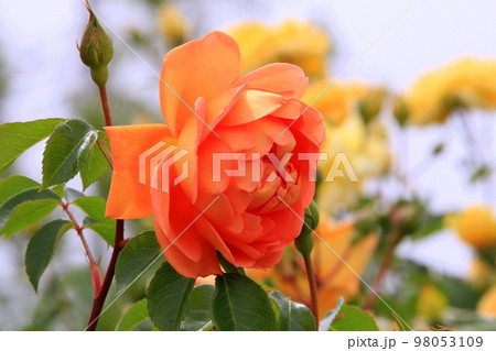 バラの花 98053109