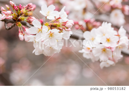 満開のソメイヨシの桜の花 98053182