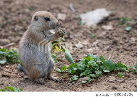 Prairie dog in the meadow, Cynomys ludovicianus Prairie dog in the meadow, Cynomys ludovicianus 98053606