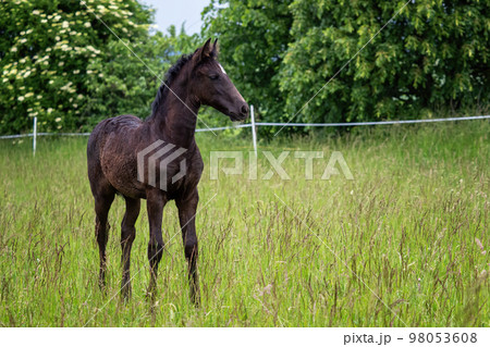 Beautiful black foal in the meadow Beautiful black foal in the meadow 98053608