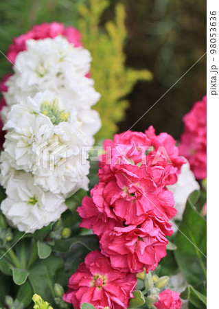 花いっぱい 0013 花いっぱい 0013 98053636