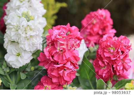 花いっぱい　0014 98053637