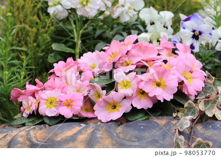 花いっぱい 0026 花いっぱい 0026 98053770