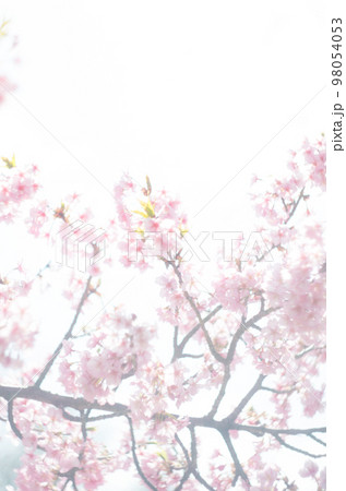 萬葉公園の河津桜 萬葉公園の河津桜 98054053