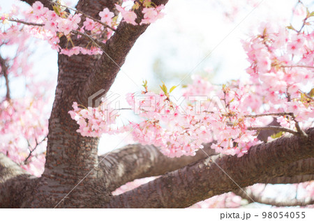 萬葉公園の河津桜 98054055