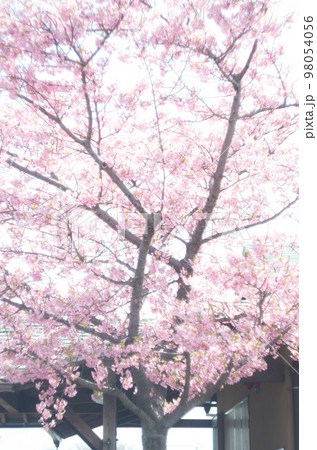 萬葉公園の河津桜 98054056