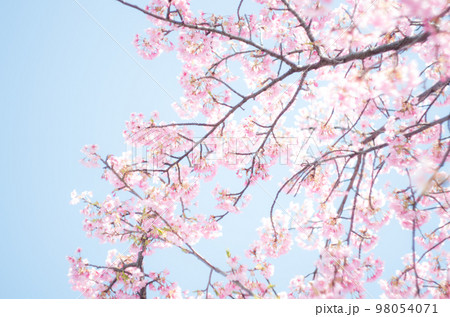 萬葉公園の河津桜 萬葉公園の河津桜 98054071