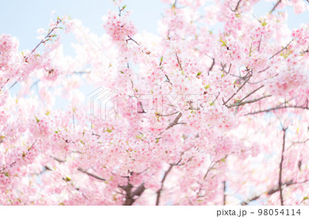 萬葉公園の河津桜 98054114