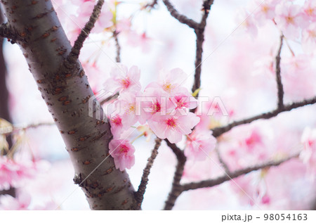 萬葉公園の河津桜 98054163
