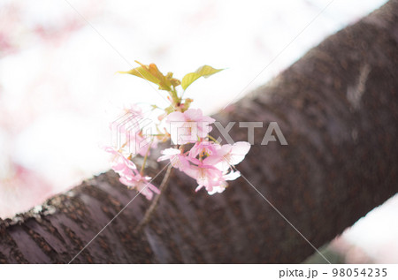 萬葉公園の河津桜 98054235
