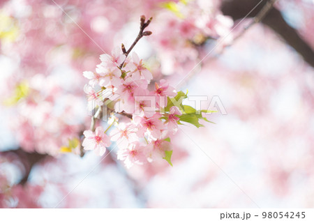 萬葉公園の河津桜 98054245