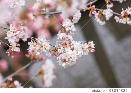 開花したソメイヨシの桜の花 98054325