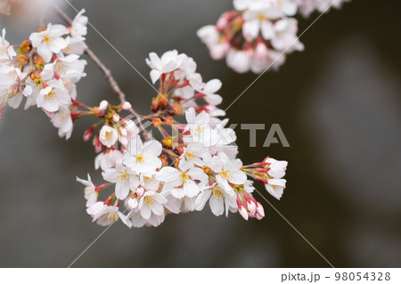 満開のソメイヨシの桜の花 満開のソメイヨシの桜の花 98054328