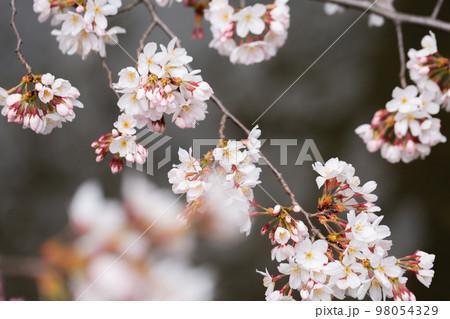 開花したソメイヨシの桜の花 開花したソメイヨシの桜の花 98054329