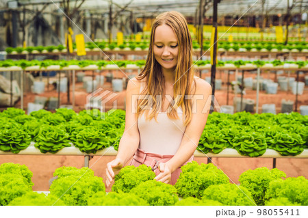 Farmer researching plant in hydroponic salad farm. Agriculture and scientist concept 98055411