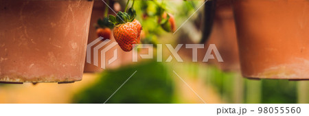fresh organic strawberries growing on the farm BANNER long format fresh organic strawberries growing on the farm BANNER long format 98055560