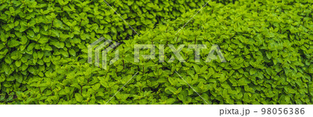 Peppermint plantation organic for background, Fresh mint growing at vegetables planting area BANNER long format Peppermint plantation organic for background, Fresh mint growing at vegetables planting area BANNER long format 98056386