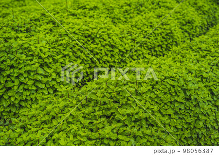 Peppermint plantation organic for background, Fresh mint growing at vegetables planting area Peppermint plantation organic for background, Fresh mint growing at vegetables planting area 98056387