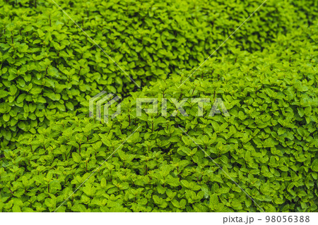 Peppermint plantation organic for background, Fresh mint growing at vegetables planting area 98056388