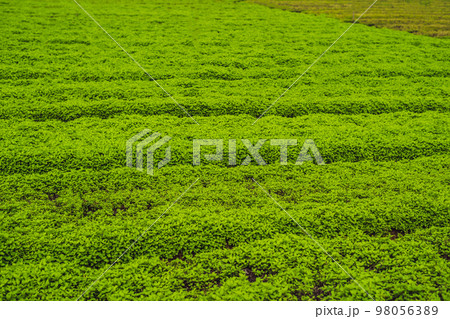 Peppermint plantation organic for background, Fresh mint growing at vegetables planting area Peppermint plantation organic for background, Fresh mint growing at vegetables planting area 98056389
