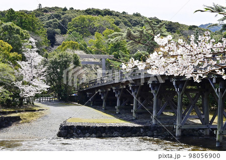 春の伊勢神宮　宇治橋と桜　内宮春爛漫　日本の神社 98056900