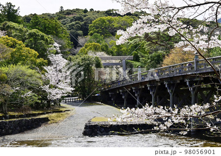 春の伊勢神宮 宇治橋と桜 内宮春爛漫 日本の神社 春の伊勢神宮 宇治橋と桜 内宮春爛漫 日本の神社 98056901