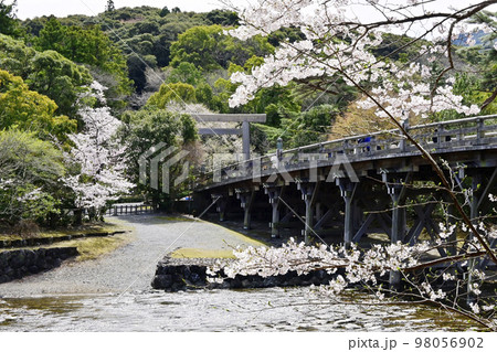 春の伊勢神宮　宇治橋と桜　内宮春爛漫　日本の神社 98056902