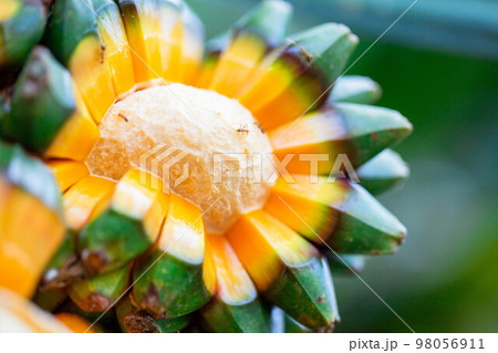 タコノキの実が落ちた後 98056911