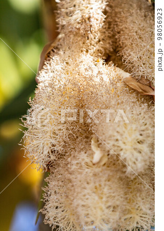 タコノキの花 タコノキの花 98056923