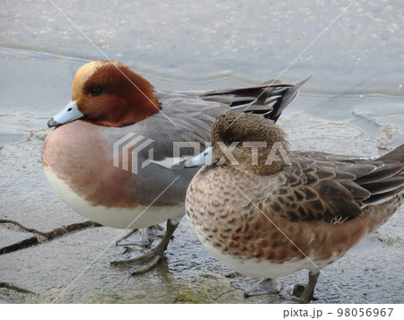 ヒドリガモのつがい 98056967